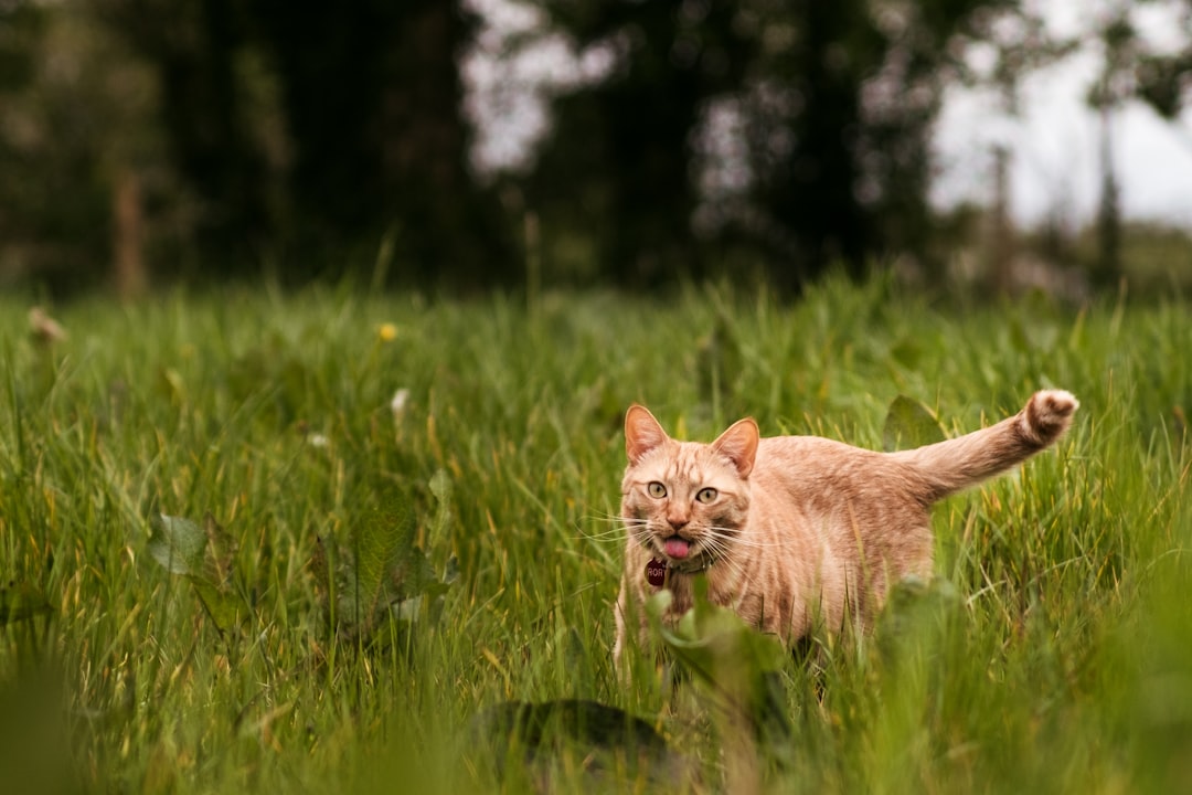 Wat je tong verklapt over je gezondheid