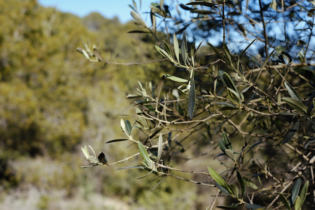 Olijven op je bord: een gezonde keuze of niet?